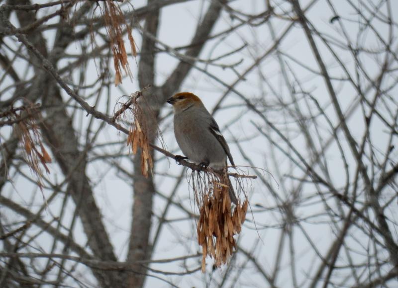 #bird-column, Pine Grosbeak, Boothbay Register